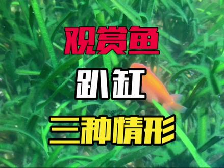 观赏鱼趴在缸底不动不一定是生病,这三种情形也可能趴缸#养鱼日记 #鱼病 #水族 #观赏鱼 #新手养鱼