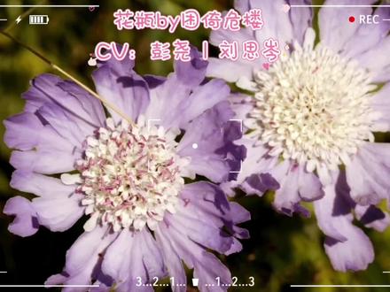 顾言最好的奖项就是秦致远~#花瓶by困倚危楼 #我的cp天下第一甜 #配音 #小说