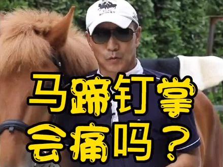 马蹄钉掌马会痛吗?(答案让你意想不到!)#马术 @抖音小助手