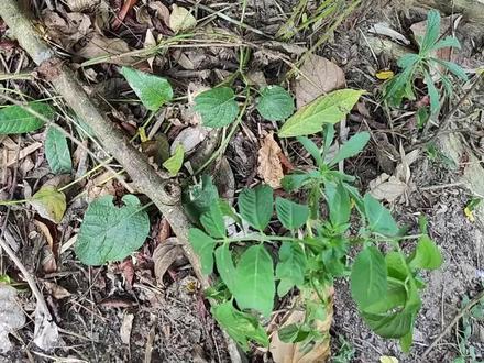 在海南热带雨林国家公园,遇到了这些了不得的生物