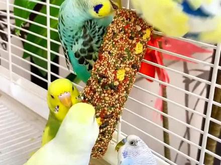 鹦鹉磨嘴棒鹦鹉磨牙棒磨嘴零食棒