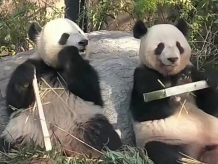 晓晓蕾蕾已经启程回国了,日本自1972年起,首次进入大熊猫空窗期,再想看大熊猫就没那么容易了~#大熊猫晓晓蕾蕾 #来这吸熊猫 #大熊猫