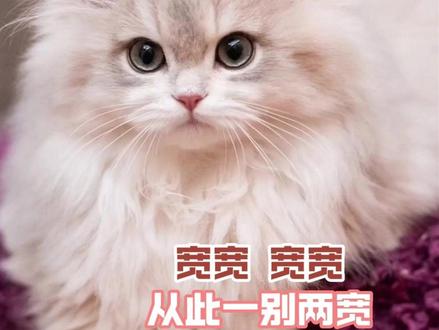 宽宽那么相信眼前的人类,就这样把它生命带走了 #宠物 #宽宽 #小猫 #宠物医疗 #邓峰