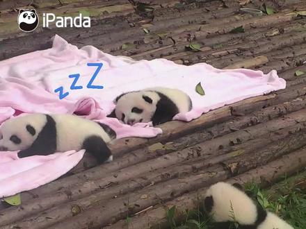 【翻滚吧!熊猫宝宝】 我要趁熊友睡觉时偷偷练习“功夫”,以后惊艳所有熊!#功夫熊猫 #熊猫幼崽