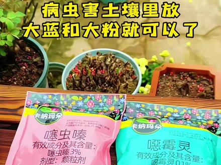 大家只要记住在土里面只需要放两种,一个是噻虫嗪(大粉),一个是噁霉灵(大蓝),这两个东西解决你们植物的病害和虫害问题#病虫害防治 #养花小知识 #家庭园艺知识分享 #噻虫嗪