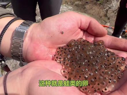 #虫研所 #动物世界 #动植物观察局 #蛙
🐸青蛙卵神似奶茶里的珍珠!
不要奶茶!只要珍珠!Duang~