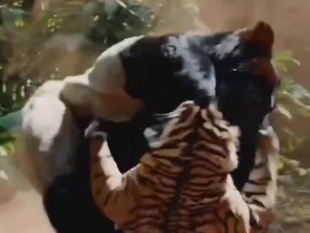 大猩猩与老虎打架,谁赢? #银背 #大猩猩 #老虎