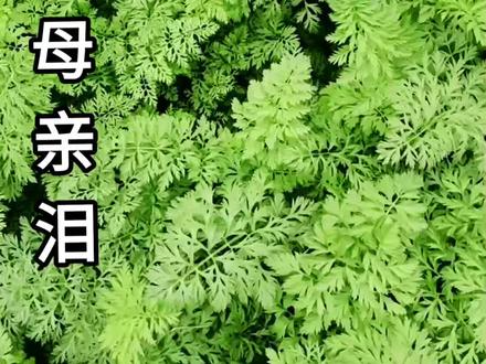 天门花鼓戏《母亲泪》经典选段,演唱:曾令群#戏精 #弘扬戏曲文化 #母亲