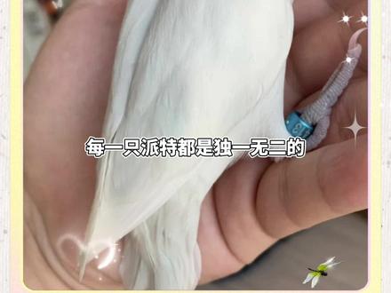 今天带大家来了解下牡丹鹦鹉伊莎派。#手养牡丹鹦鹉 #鹦鹉小白 #科学养宠攻略 #宠物知识小课堂 #抖音宠物天团