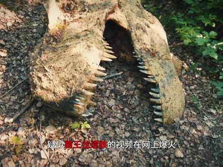 发现霸王龙遗骸?拍到三角龙过马路?揭秘事件背后的真相