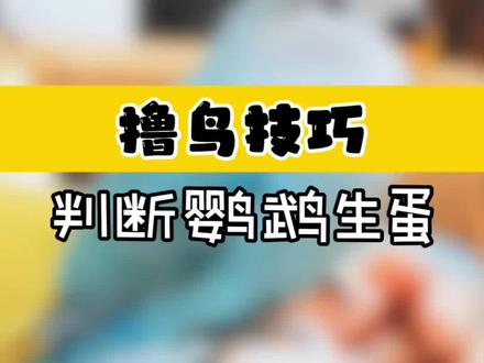 牡丹鹦鹉下蛋前有哪些征兆?多久下蛋? 超详细的视频版来啦!
其实完全可以通过前期征兆和上手轻摸做判断
文字版又给大家总结了一遍👇👇👇
以下行为给自己家鹦鹉对号入座:
·做出蹲伏、翘尾的姿势(繁殖信号)
·频繁进出/待在某黑暗角落(找窝)
· 啃咬东西并搬运(筑巢行为)
· 变得有攻击性,护巢(领地意识)
· 粪便变大变稀(生理准备)
· 食量猛增,找墙皮、泥土啃食(储备能量和钙质)
· 前期摸起来肚子又大又软,后面会有圆鼓鼓硬硬的感觉(体内有卵黄形成,最后生成外壳)
⚠️:提前补钙!提前补钙!千万别生了才补喔!就跟人备孕提前吃叶酸的道理一样!避免软蛋卡蛋!
#鹦鹉生蛋 #手养牡丹鹦鹉 #鹦鹉繁殖 #鹦鹉补钙 #养鸟人的日常
