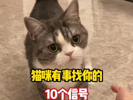 猫咪有事找你的十个信号#养猫新手 #养猫人 #养猫小知识#新手养猫#养猫经验分享