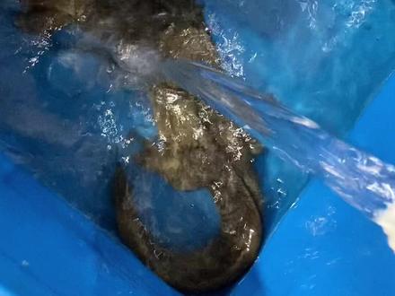 这玩意真咬人?#娃娃鱼