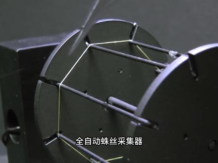 自动蜘蛛丝采集器究竟有多残忍?#科普