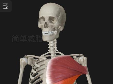这个系列,不是教动作, 而是教你怎么像物理治疗师一样看身体 模型由解剖大师授权,素材有限仅供参考#卧推 #胸大肌 #解剖 #康复运动 #体态纠正