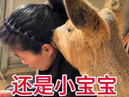 还是个小宝宝#记录一只救助的狍子#创作者中心 #创作灵感