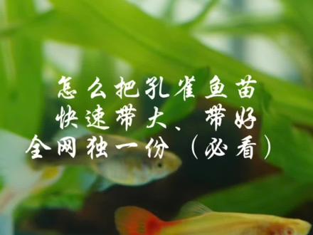 为什么我养的12天的鱼苗那么大,看完视频你就知道了!绝对干货!#孔雀鱼 #孔雀鱼苗 #孔雀鱼宝宝 #孔雀鱼繁殖 #养鱼经验分享