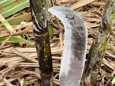 我在广西南宁,欢迎补充你们家乡的砍甘蔗方法👏