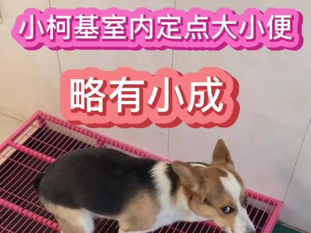 #宠物训练 #训犬 #柯基犬 #训犬师 #大庆阿健训犬 训练重点:狗狗排便时屁股要是在厕所外面时,用手轻轻得把屁股推回到厕所上排便!要是拉到厕所外面不要给予奖励!