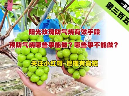 气烧防治篇|能做与不能做💡 @佳伟农资-农业小红帽 @农业小红帽(生活号)
预防葡萄气烧,哪些事该做?哪些事千万不能做?
#葡萄 #葡萄种植技术 #阳光玫瑰 #气烧