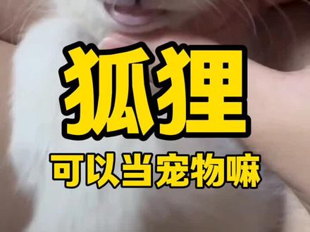 狐狸#萌宠#狐狸#宠物#宠物知识#科普@抖音小助手