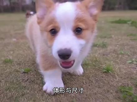 赛级柯基犬的标准#萌宠出道计划 #柯基