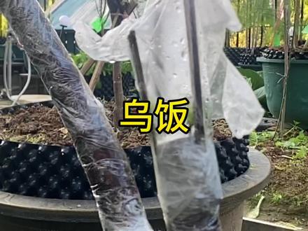 乌饭嫁接的蓝莓发芽啦#乌饭 #蓝莓 #乌饭树 #阳台种植 #记录我的种植生活