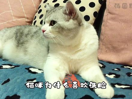 猫咪为什么洗脸?看看喵星人是怎么回答的