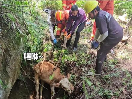大牛小牛齐掉洞 消防员成功助牛“上岸”#消防救援新技能 #蓝朋友的日常 @贵州消防 @中国消防