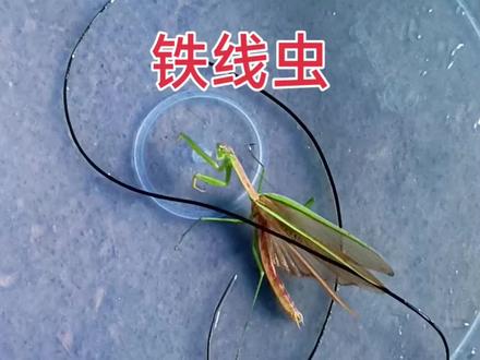 铁线虫别名发形蛇,毛细线,铜丝蛇,天丝等,铁线虫是一种寄生虫,对人体有一定危害,消化道,一般不明显,不饮用不清洁的水,不生吃昆虫,鱼类和螺类等。避免食用未经充分煮熟的水生动物,你们见过这种昆虫?#乡村跌打