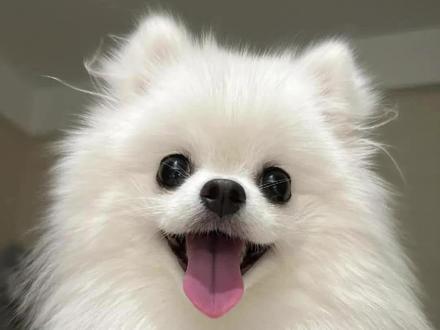 一分钟劝退你养博美 有这么一种狗,就连藏獒看到它都得绕着走,他就是博美。
养博美的铲屎官可以在评论区晒出你家美美的博美哦
因为博美体型小,没有安全感。就导致博美性格比较敏感,只要遇到会动的物体,都认为他会威胁到自己,所以他们见人就骂,见狗就咬,这也遭到了很多人的反感。
因为博美性格比较敏感,它们警觉性特别高,容易因外界的一点动静就大声吠叫,可能会影响到邻里关系。
在训练过程中,博美有时很有自己的想法,在训练过程中可能会比较固执。比如在学习新指令或行为习惯时,它可能不愿意配合,按照自己的意愿行事
博美拥有着双层毛发,如果不经常打理,不仅会掉毛,毛发还特别容易打结,打结的毛发不仅会影响美观,还可能导致皮肤问题。作为博美的铲屎官一定要定期修剪、造型,以保持其美观的外形。因此博美的美容护理费用相对较高。
狗狗只能陪你一段时间,你却是狗狗的一生,养了就要负责!
#萌宠日常记录 #萌宠出道计划 #狗狗 #猫狗双全 #博美