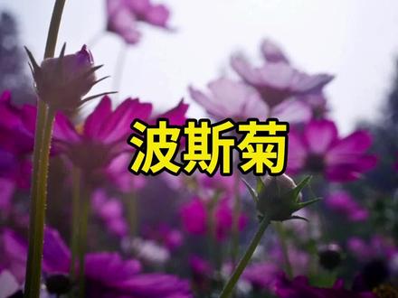 家里有空地的撒上它,2个月后就能变花海,开花后可以自播,种一次年年有花看~#波斯菊 #生活成长计划