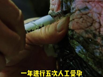 别等它彻底消失了才后悔 #斑鳖 #国家一级保护动物 #保护动物 #保护动物人人有责