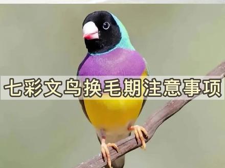 七彩文鸟换毛期注意事项,不可不知!#万物皆有灵性 #奇闻趣事 #鸟 #七彩文鸟 #养鸟