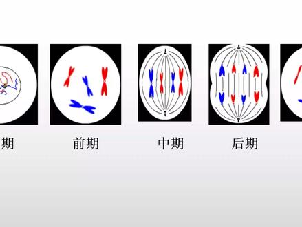 两部搞定有丝,减数分裂图,不行你来找我! #高考 #会考 #生物 #有丝分裂 #减数分裂 #图形