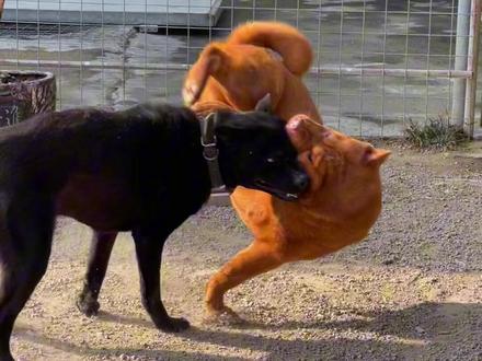 纯土五黑犬对战五红犬。