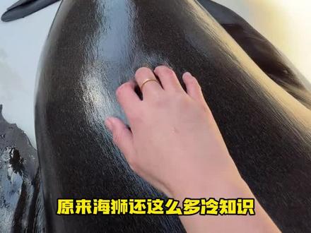 原来海狮有指甲盖#海狮 #动物 #郑州 #可爱