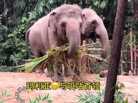 叽咕领导要吃饭,小玛打包开溜,最后领导在小玛头顶拿到了一根象草,哈哈哈🤣#亚洲象叽咕 #亚洲象玛利亚 #大象#亚洲象#长隆野生动物世界