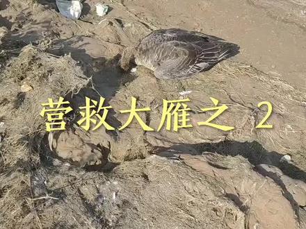 营救大雁之 2,保护野生动物人人有责#传递正能量 #爱旅游