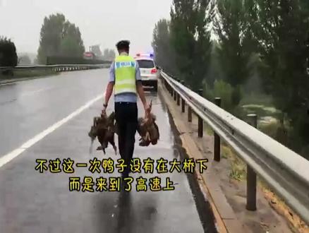 交警叔叔高速公路上围追堵截抓鸭子!小鸭子为啥在高速上散步?咱也不知道,咱也不敢问啊😄ཽ😄ཽ!@抖音小助手