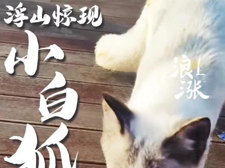 青岛浮山森林公园惊现小白狐市民:它来一个月了,很可爱 青岛浮山森林公园惊现小白狐
市民:它来一个月了,很可爱
听说景区指挥部不想留它
景区回应:动物园不收 去留还在研究中(青岛新闻网/浪涨新闻记者 穆钰)#青岛浮山森林公园 #冰岛狐 #小白狐 #生态森林