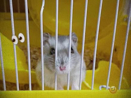 养了一年的仓鼠豆丁突然死了,又一场离别,孩子虽然哭了,但是已经可以理解生死,自己找了盒子,放上豆丁最爱的瓜子仁,亲手把它埋葬,和它告别!
小豆丁一路走好🐹