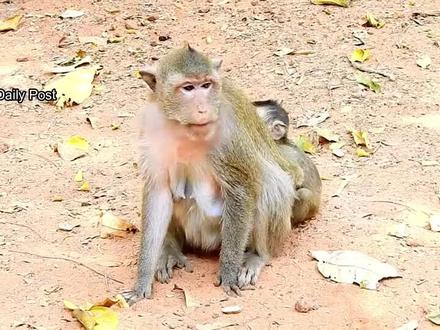 小猴像膏药一样粘着母猴,母猴终于忍无可忍,小猴子的下场真悲惨!