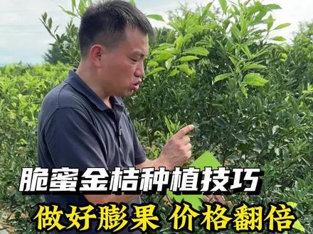 脆蜜金桔膨果技术#脆蜜金桔#脆蜜技术#脆蜜膨果#脆蜜管理#碧护