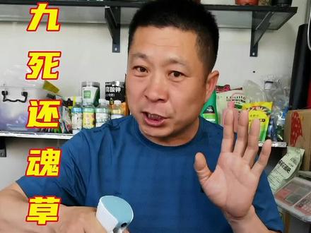 卷柏,别名九死还魂草#花卉绿植 #爱生活爱养花 #家庭养花 #养花人的乐趣 #一花一草一世界 #养花小知识 #养花 #盆栽绿植