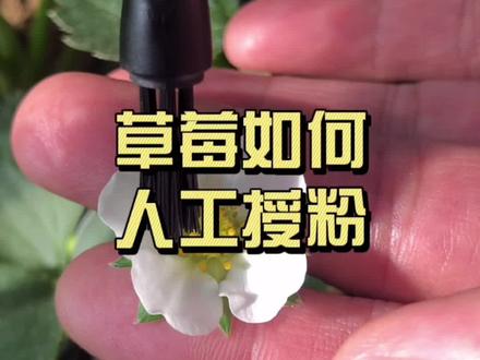 再不用担心阳台种的草莓不结果了,看完立马学会如何授粉#草莓种植 #创作灵感 #种菜小技巧 #草莓授粉