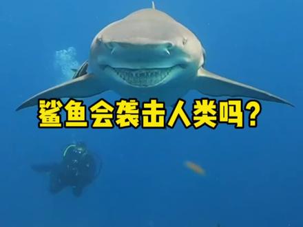 为什么说鲨鱼不会主动袭击人类但还有那么多的咬人事件 #鲨鱼 #海洋生物 #鲨鱼咬人