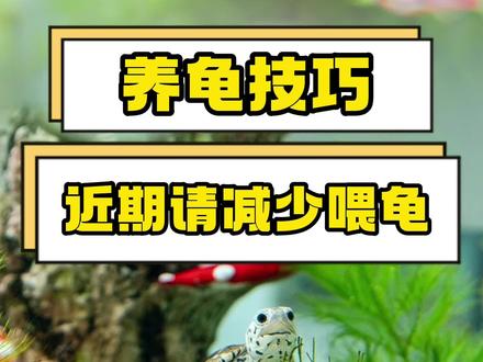 近期发现你的龟食欲不振、精神萎靡?甚至出现了四肢浮肿和尾部翘起浮水?请千万引起重视!两个饲养妙招教你解决这个问题。#养龟日常 #养龟技巧 #宠物知识 #龟龟🐢 #爬宠饲养