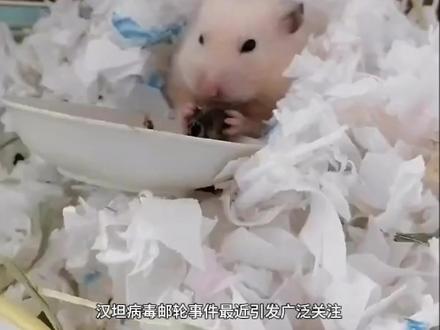 关于汉坦病毒养鼠的家人们不要恐慌!理性对待 #汉坦病毒的所有问题 #仓鼠 #金丝熊 #汉坦病毒 #十亿流量扶持计划