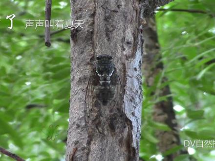 炎热的季节,树上的知了声声叫着夏天 #知了 #蝉叫声